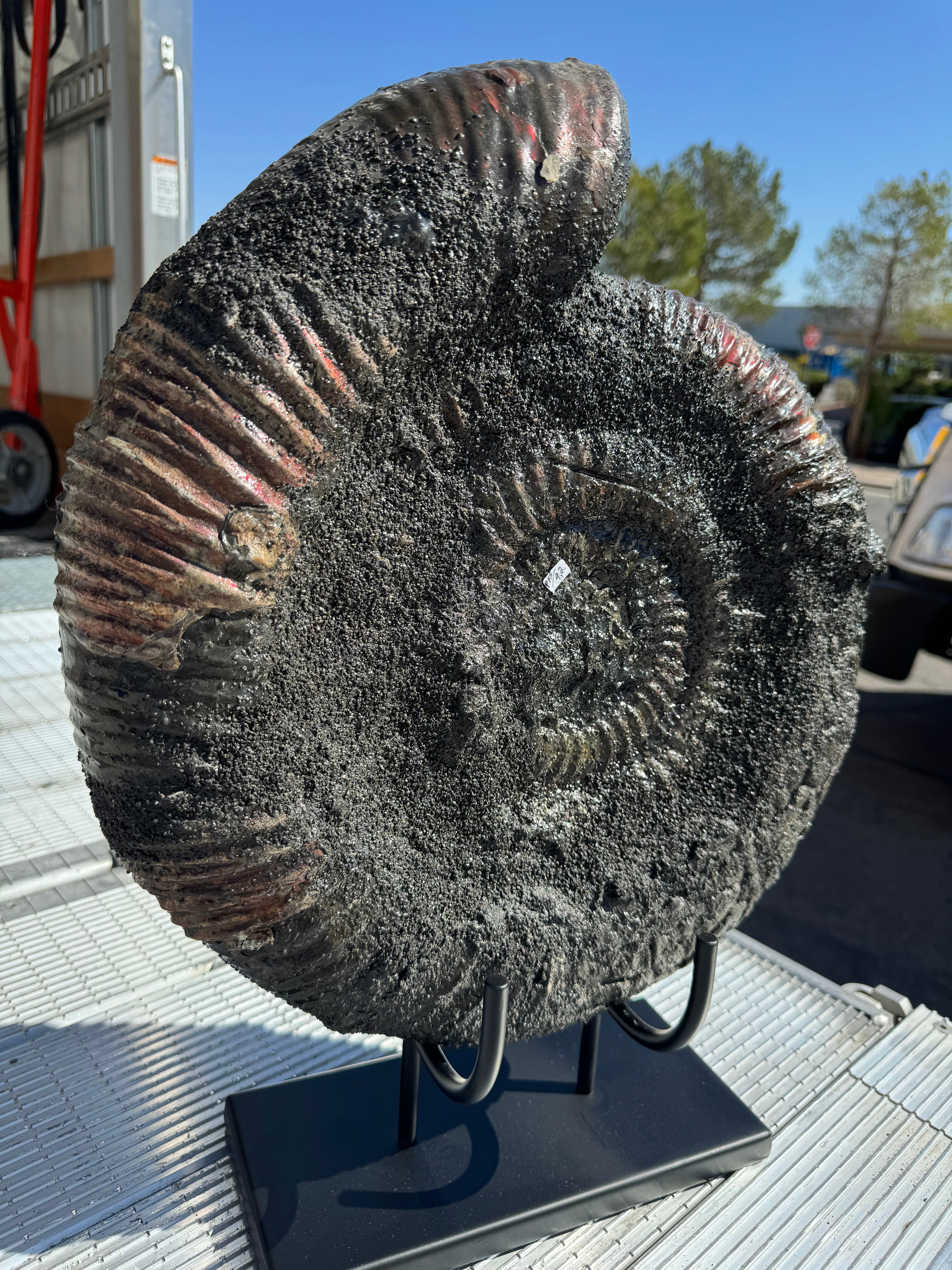 AMR4900 Genuine Ammonite Fossil from Russia - Natural Healing Stone for Meditation, Yoga & Home Decor