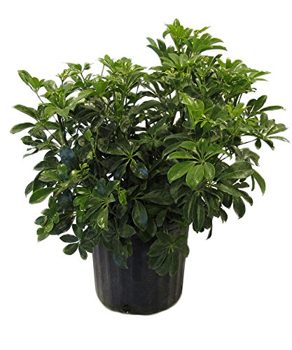 American Plant Exchange Live Schefflera Arboricola Plant - 10