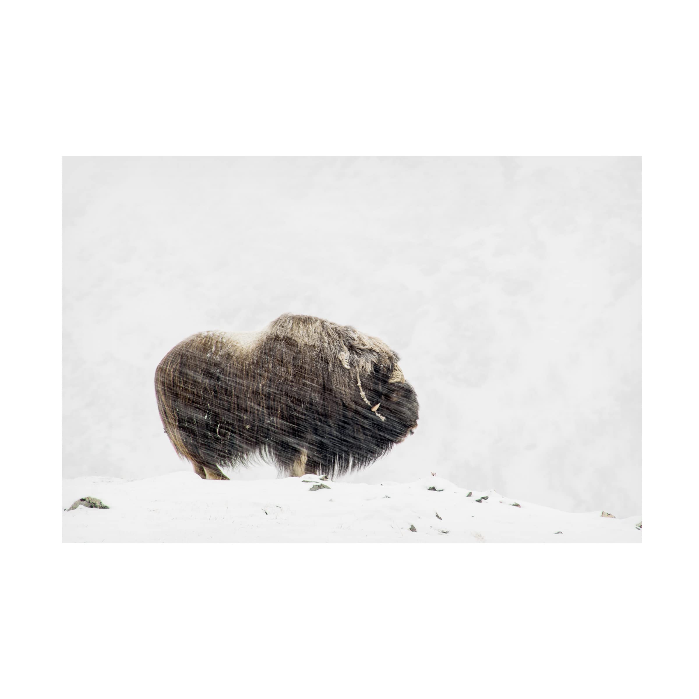Trademark Fine Art 'Musk Ox Solitude' Canvas Wall Art Print by Thomas Olaussen - Wildlife Nature Decor for Living Room, Office & Cabin