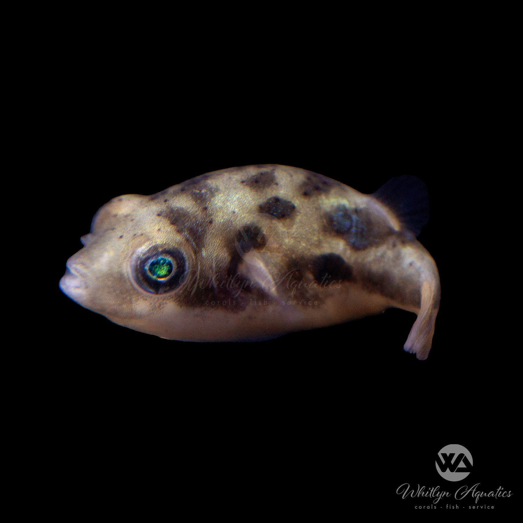 Pea Puffer Fish (Carinotetraodon travancoricus) - Freshwater Aquarium Dwarf Puffer for Nano Tanks | Perfect for Planted Aquariums & Small Fish Tanks