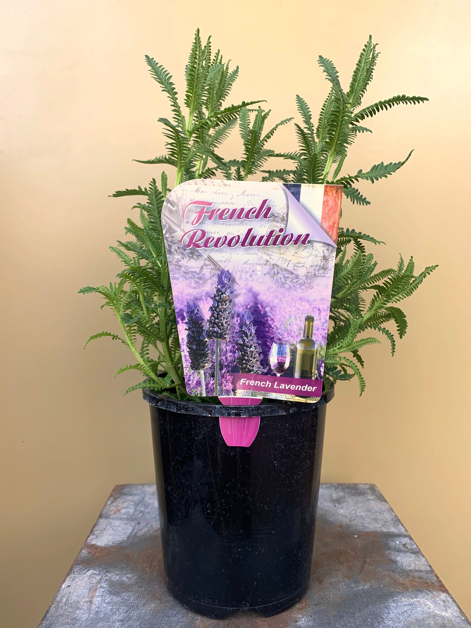 French Lavender 'French Revolution' Plants for Sale - Fragrant Perennial Herb for Gardens, Landscaping & Aromatherapy