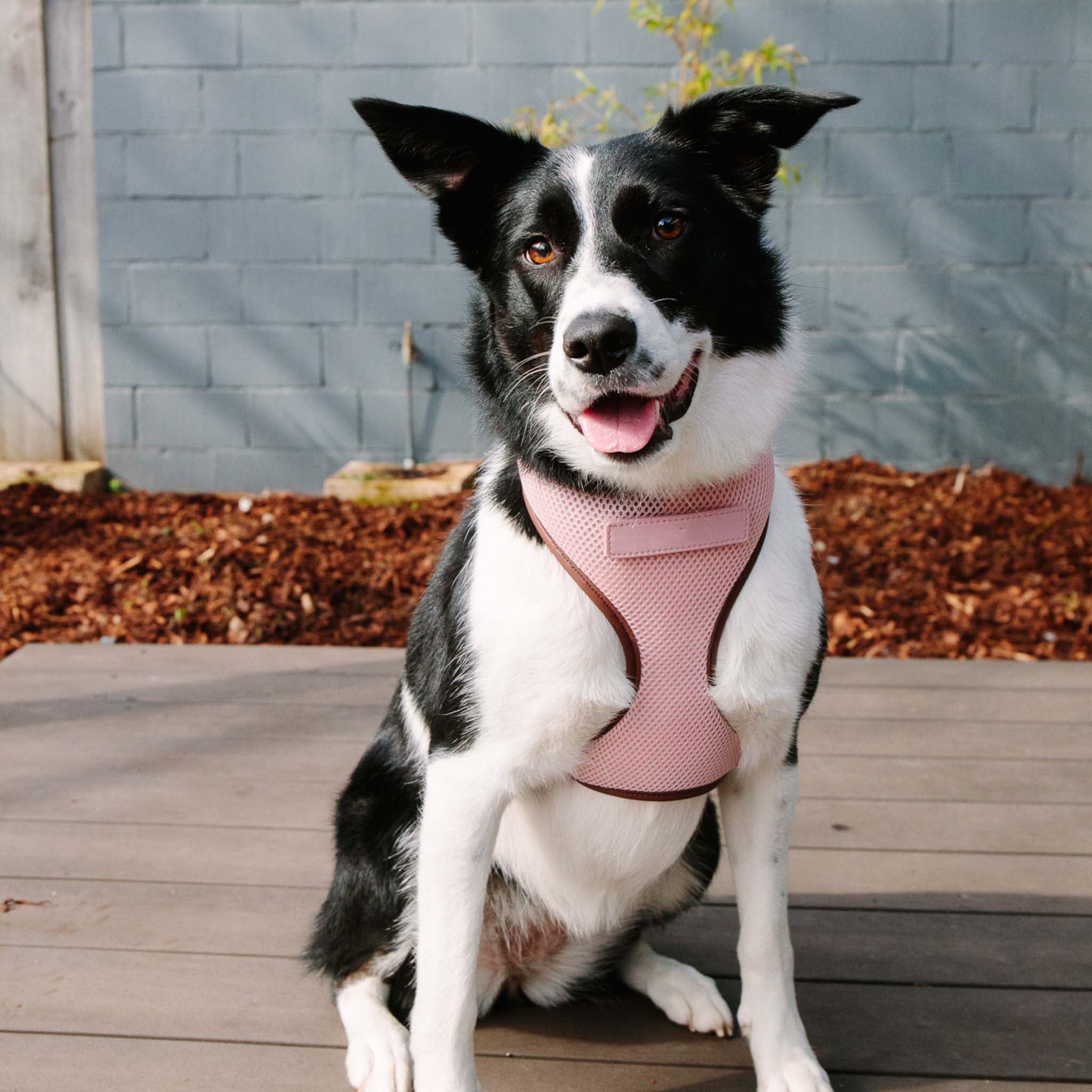 Blush Pink Dog Harness with Dark Brown Trim - Adjustable Soft Pet Vest for Small Medium Dogs - Perfect for Walking, Training & Outdoor Adventures