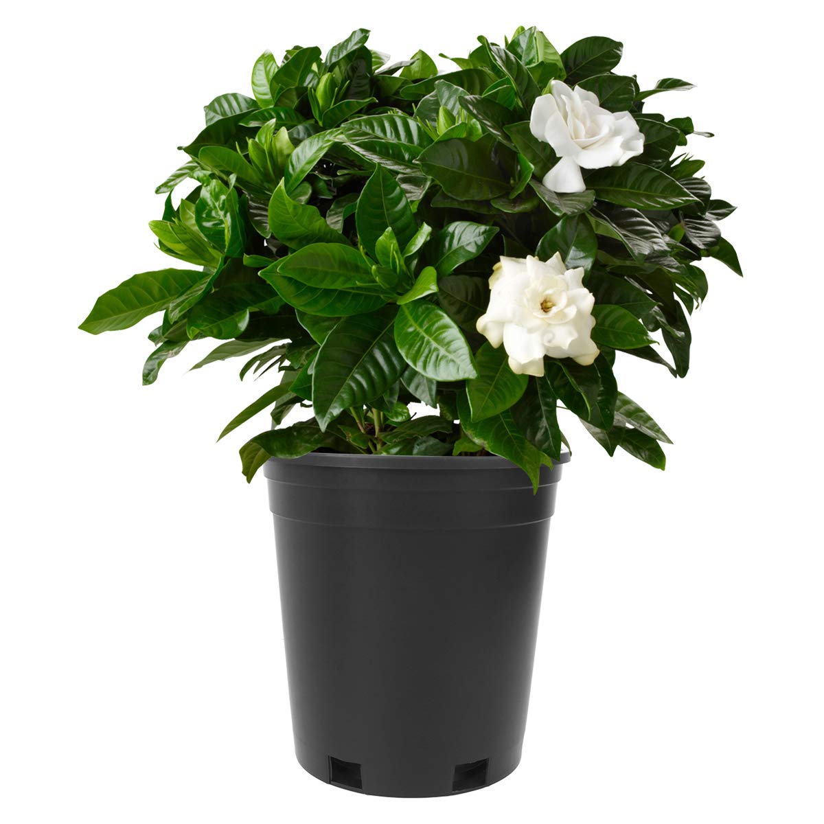 **Cabilock 5-Pack Thick Plastic Round Plant Pots - 1 Gallon Tree Growing Bucket, Balcony Garden Planters for Indoor & Outdoor Plants (Black) - Perfect for Herbs, Flowers, and Small Trees**