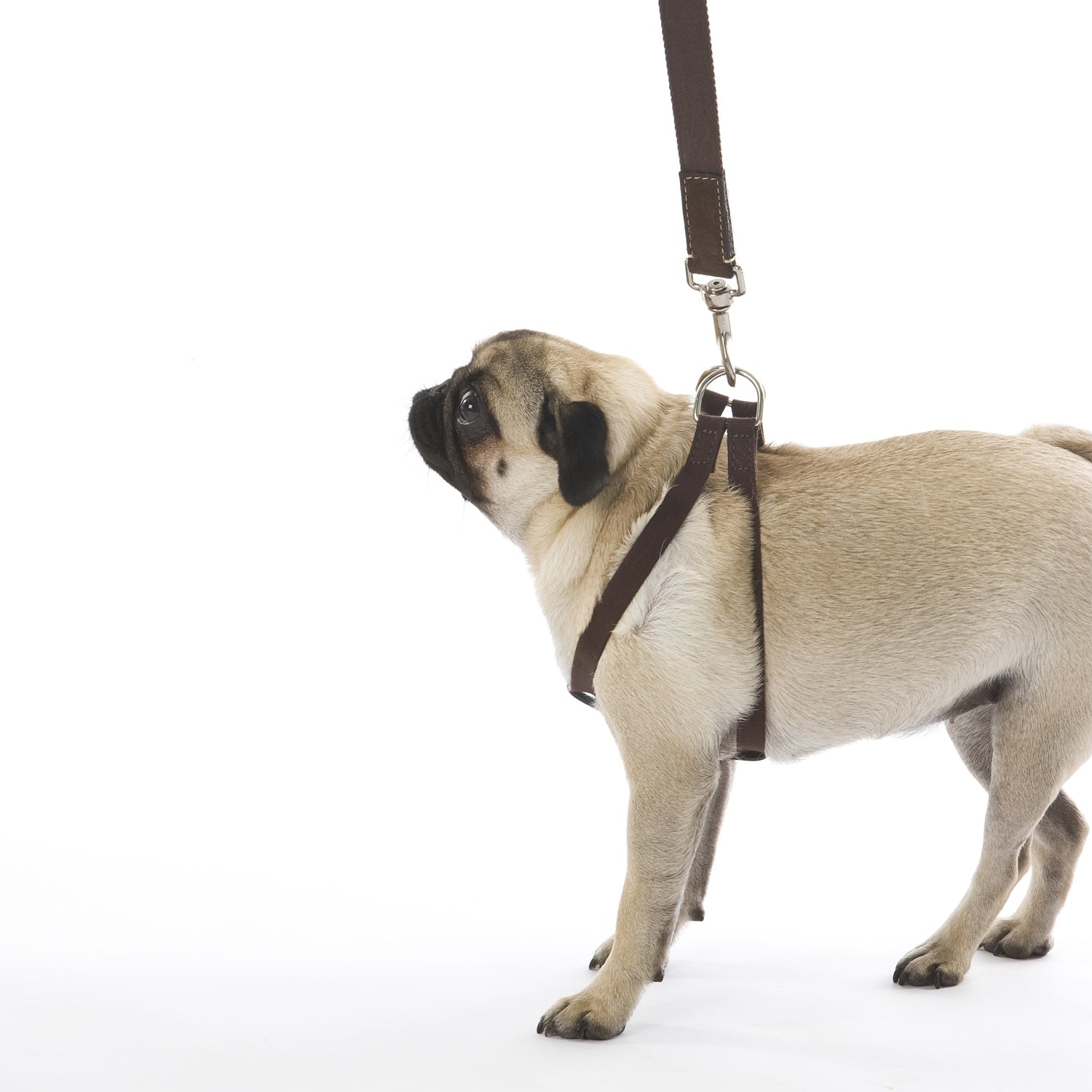 Durable Dog Leash with Ring Harness - Adjustable & Strong Pet Walking Lead for Small, Medium, Large Dogs - Perfect for Outdoor Adventures, Hiking, and Daily Walks