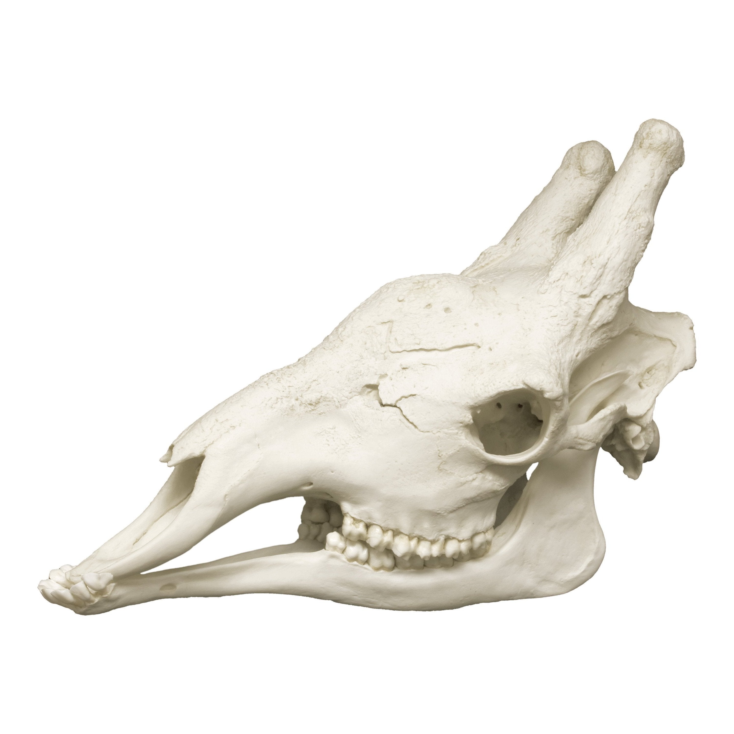 Realistic Giraffe Skull Replica - Male - Home Decor, Halloween Props, Taxidermy Display & Gothic Interior Design