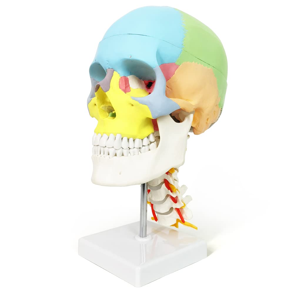Human Anatomy Exploded Skull Model - Medical & Dental Teaching Tool for Students | Perfect for Classroom Demonstrations, Dental Clinics & Medical Education