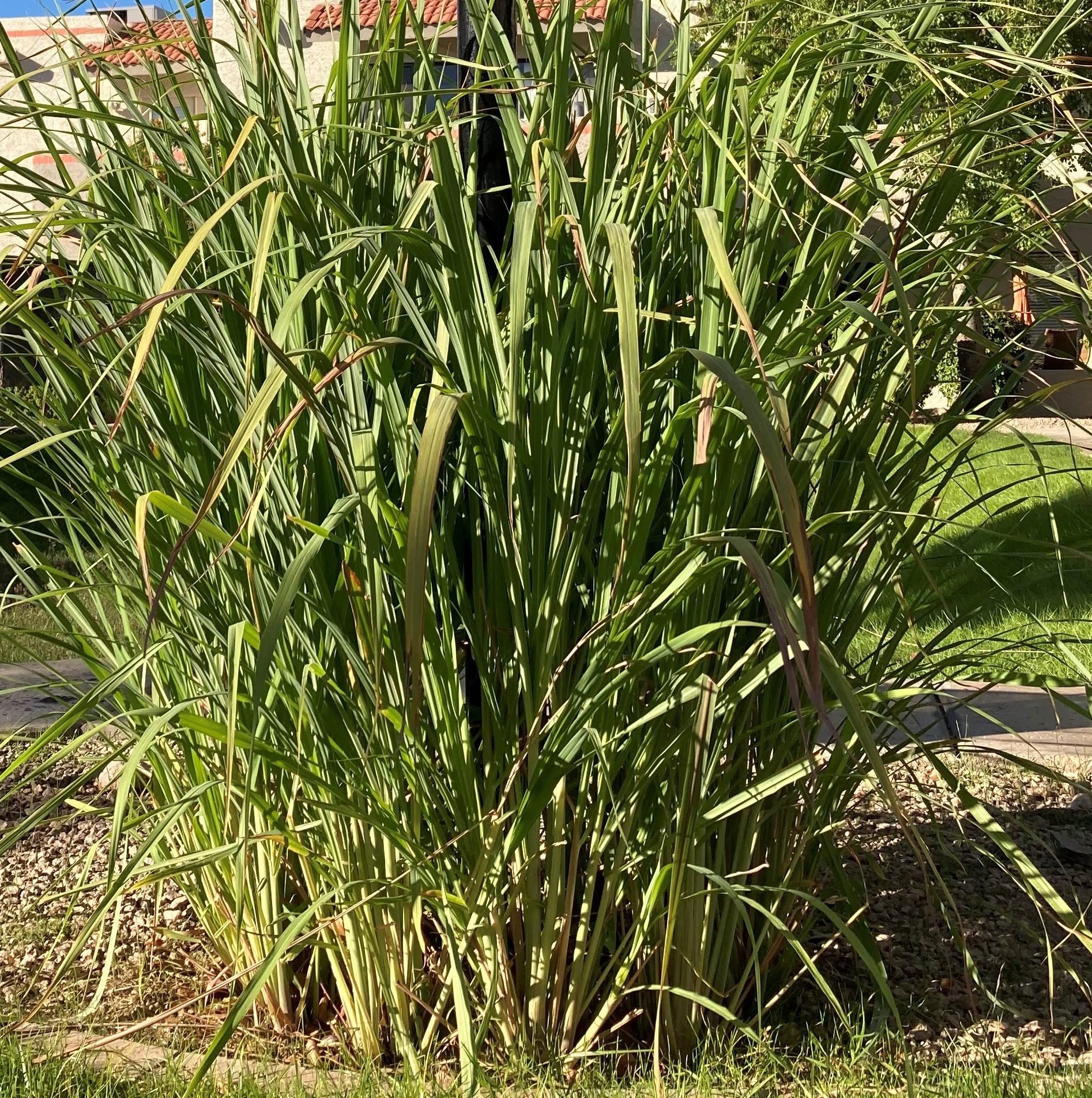 8 Rooted Lemongrass Stalks 5-6 Inches Long - Fast Growing Live Lemon Grass Plants for Cooking, Tea & Garden | Ready to Plant Culinary Herb for Asian Dishes, Soups & Aromatherapy