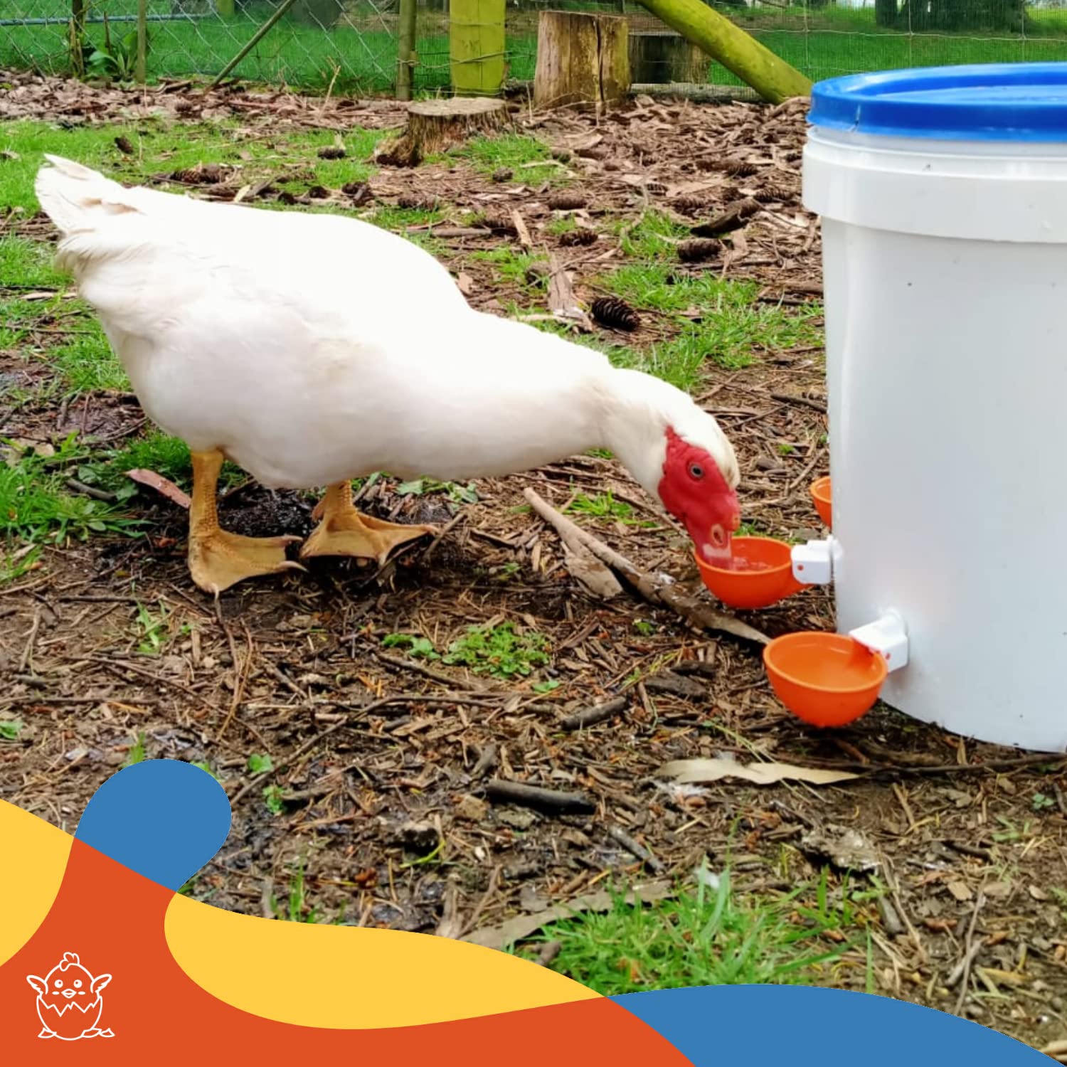 Lil'Clucker Chicken Waterer Cups 10 Pack - 5 Orange & 5 Blue Poultry Drinking Cups for Chickens, Ducks, and Birds - Perfect for Coops, Farms, and Backyard Poultry Care