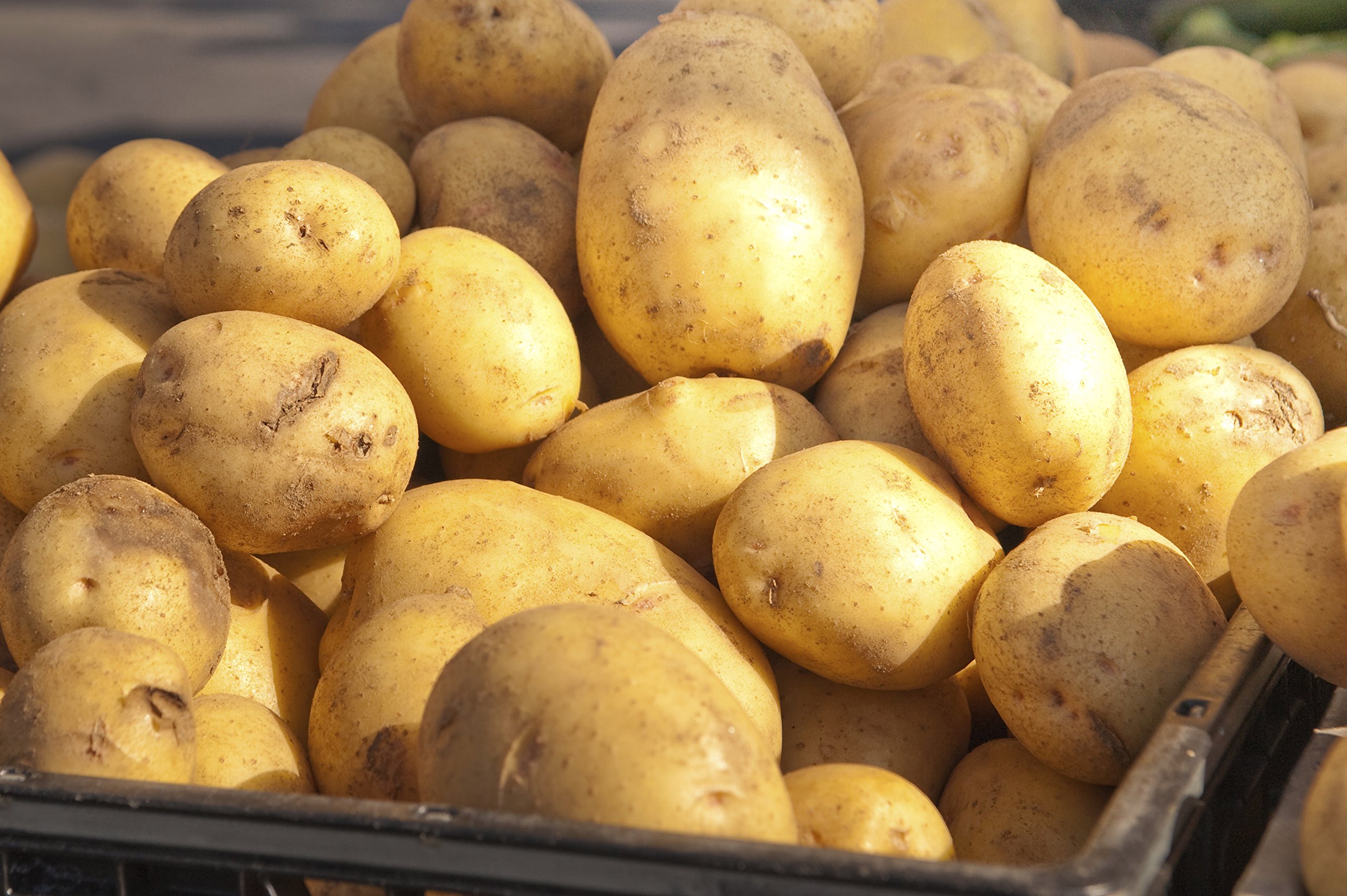 5 Lbs Russet Seed Potatoes - USA Grown, Non-GMO Certified Potato Tubers for Planting & Gardening - Perfect for Home Gardeners & Farmers