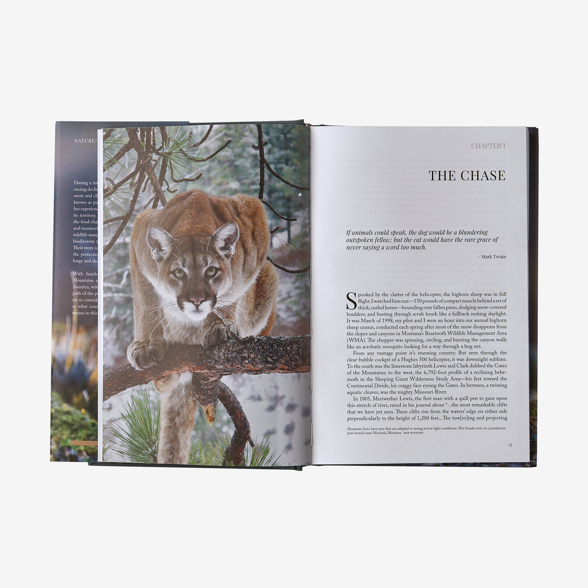 Path of the Puma: The Remarkable Resilience of the Mountain Lion - Hardcover Wildlife Conservation Book for Nature Enthusiasts & Animal Lovers - Perfect for Home Library, Gifts & Educational Reading