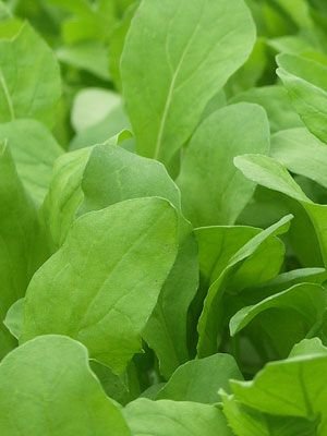 Bulk Organic Arugula Seeds (5 Lbs) - Non-GMO, Heirloom, Fast-Growing for Home Garden, Salad Greens & Microgreens - Perfect for Indoor Hydroponics, Outdoor Planting & Healthy Eating