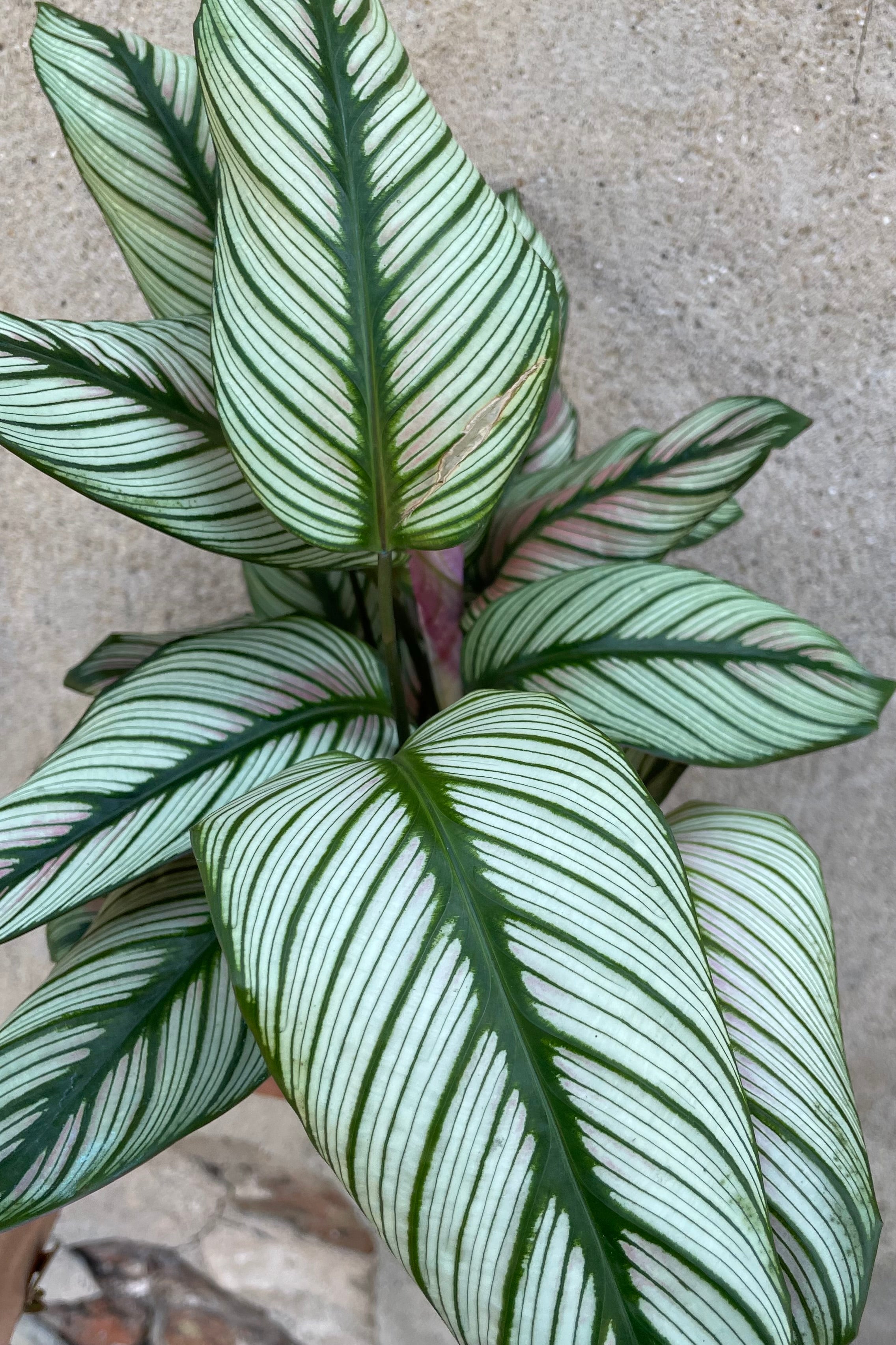 Calathea Majestica 'White Star' 4