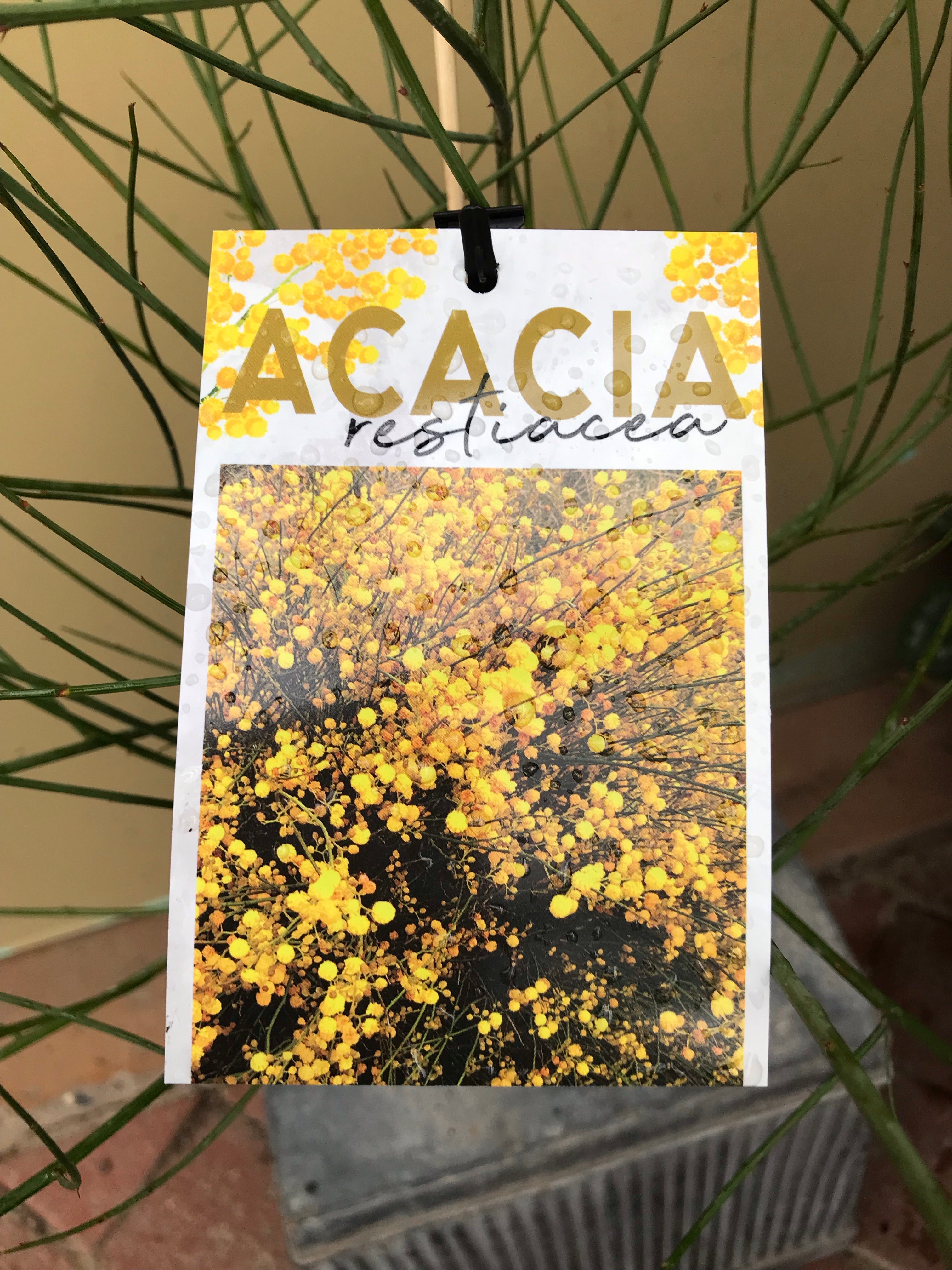 Premium Acacia Restiacea Wood for DIY Crafts, Home Decor & Woodworking Projects - Natural & Durable Material for Furniture, Shelving & Handmade Gifts