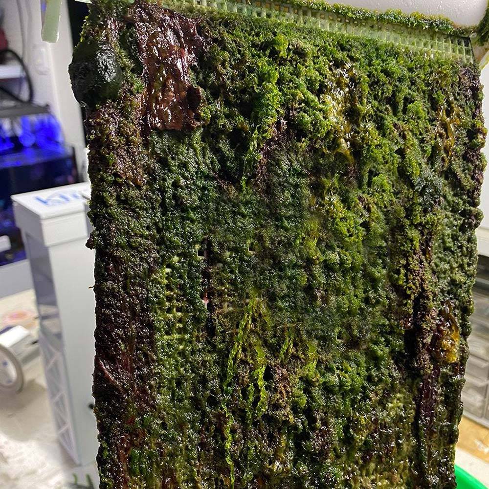 IceCap Algae Scrubber for Saltwater Aquariums - Efficient Algae Control for Reef Tanks & Marine Aquarium Maintenance