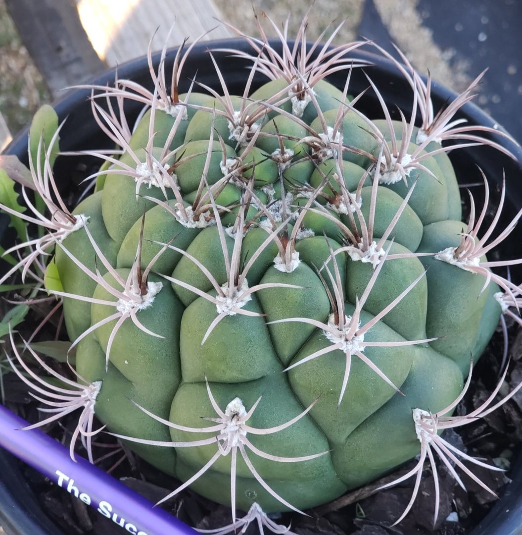 Exact Gymnocalycium Saglione Cactus Plant - 1 Gallon Size - Perfect for Home Decor, Office Desk, or Succulent Garden Collection