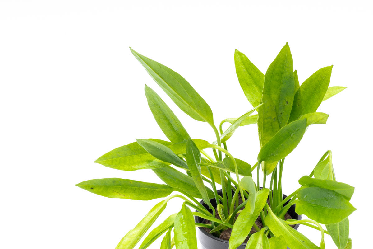 Echinodorus Ozelot Narrow Mini - Live Aquarium Plant for Fish Tanks, Freshwater Aquatic Plants for Home & Office Aquascaping