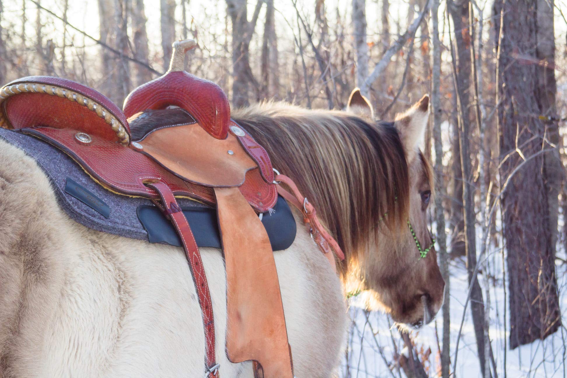 Impact Gel Contour Saddle Pad - Shock Absorbing Horse Riding Saddle Pad for Comfort & Protection - Perfect for Trail Riding, Dressage & Equestrian Sports