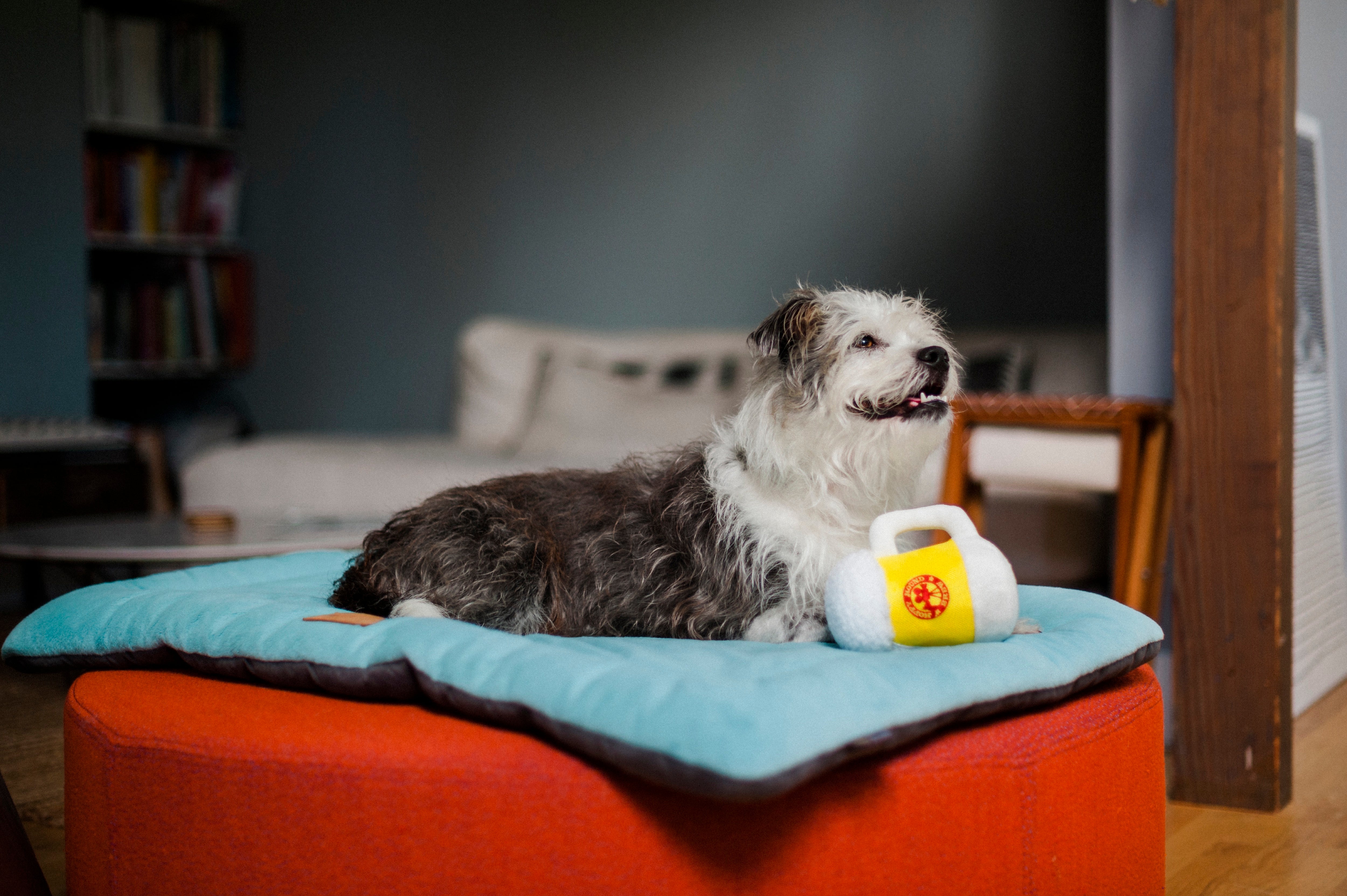 Hollywoof™ Bubble Blowing Dog Toy - Fun Chew-Resistant Plush Toy for Dogs | Great for Playtime, Training & Outdoor Activities | Pet P.L.A.Y.