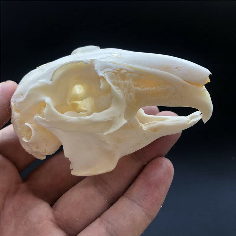 Real Rabbit Skull Taxidermy Specimen - Authentic Animal Bones for Science Education, Home Office Decor & Unique Gift - Perfect for Halloween Decor, Gothic Display & Biology Study (10 Pieces)