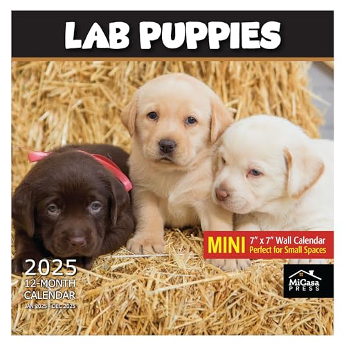 11A - Lab Puppies