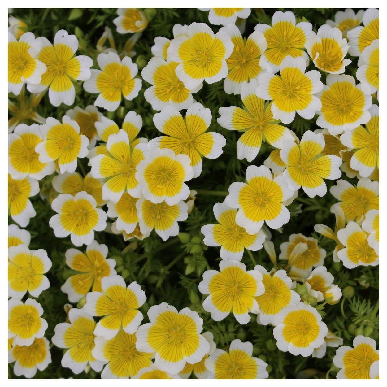 Everwilde Farms - 1/4 Lb Poached Egg Plant (Limnanthes douglasii) Native Wildflower Seeds - Gold Vault Pack - Perfect for Pollinator Gardens & Natural Landscaping