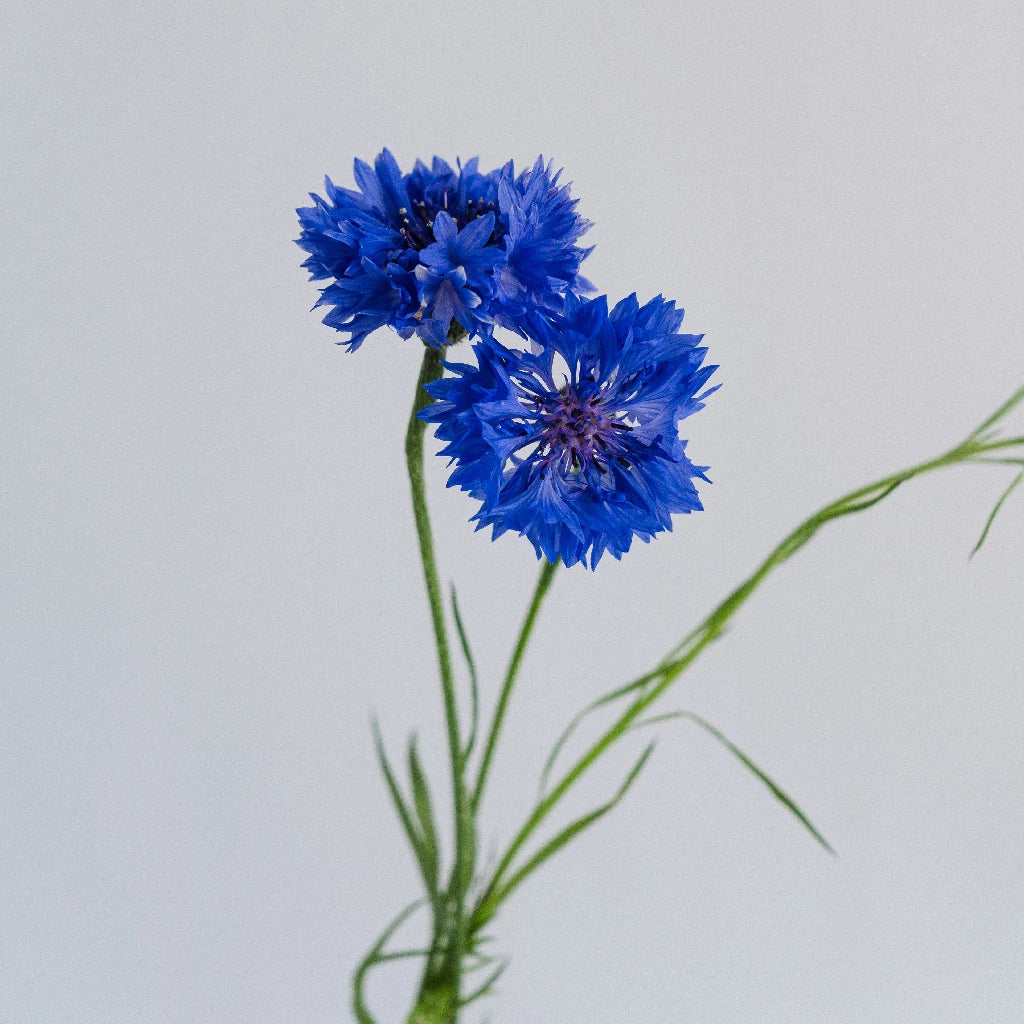 Blue Cornflower Seeds for Planting - Non-GMO, Heirloom Flowers for Garden, Bouquets & Landscaping | Perfect for Home Gardens, Wedding Decor & DIY Floral Arrangements