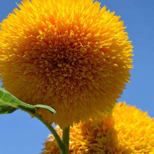 Premium Teddy Bear Sunflower Seeds - 100+ Non-GMO Seeds for Planting | Exotic Garden Flowers to Attract Hummingbirds & Butterflies | USA-Grown Sunflower Seeds for Home Gardens, Landscaping & Pollinator Gardens