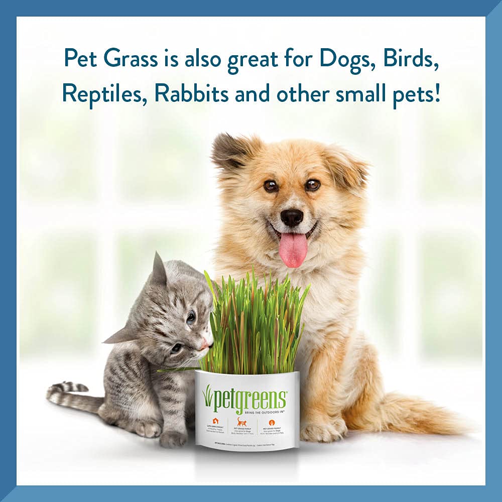 Organic Pet Greens Self-Grow Cat Grass Kit - Fresh Wheatgrass for Indoor Cats & Dogs - Healthy Digestive Aid & Natural Hairball Relief - Perfect for Window Sills, Pet Play Areas & Home Decor