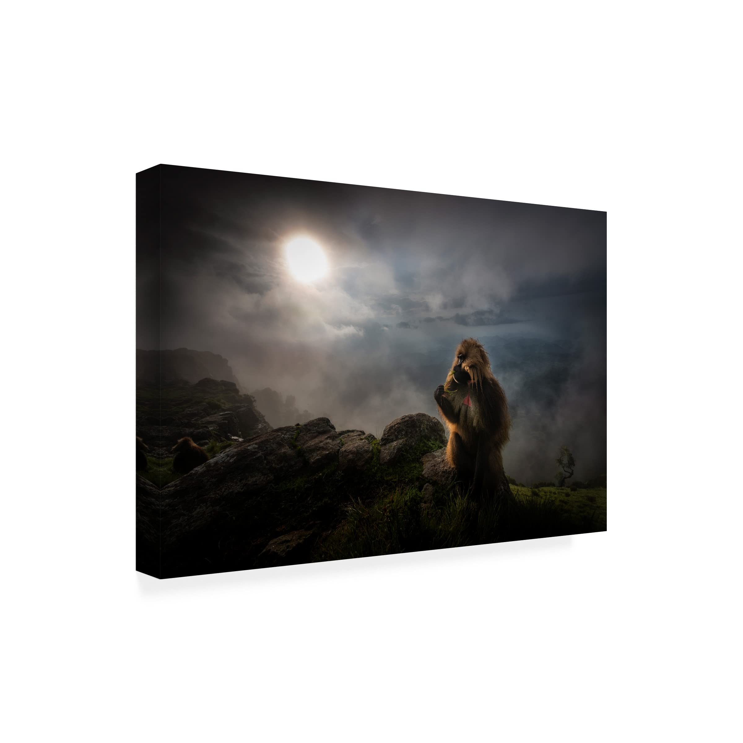 Roberto Marchegiani Gelada Baboons 1 Canvas Art Print - Premium Wildlife Wall Decor for Living Room, Bedroom & Office - Handmade Fine Art Painting Reproduction