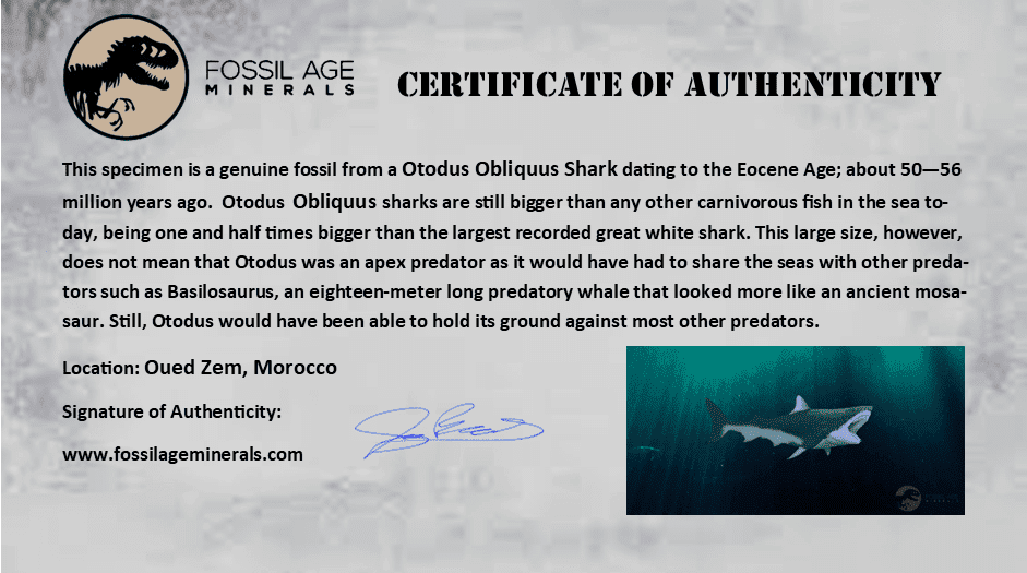 48MM Otodus Obliquus Shark Vertebrae Fossil - Authentic Prehistoric Shark Bone in Matrix from Morocco with COA - Perfect for Fossil Collectors, Paleontology Enthusiasts & Unique Home Decor