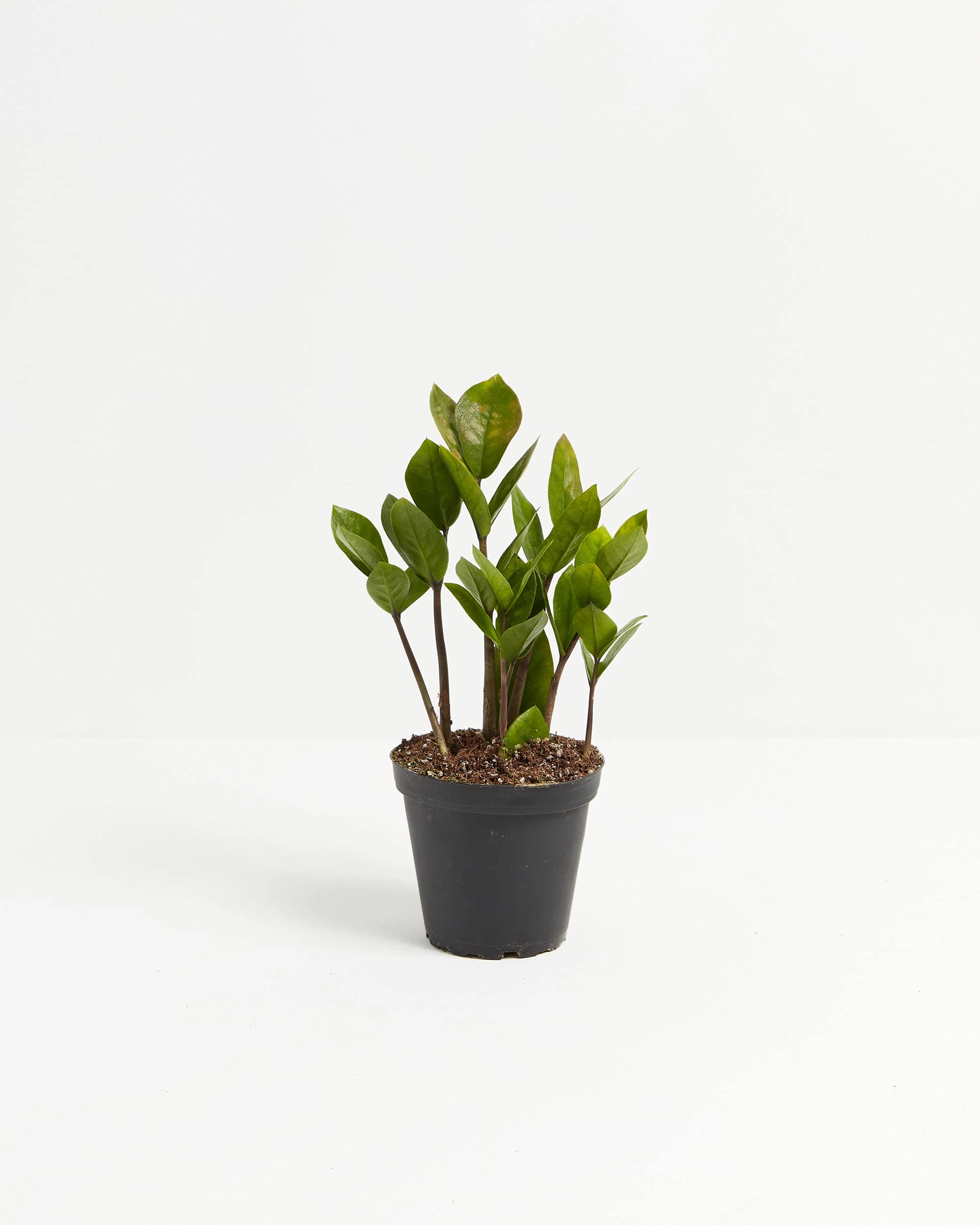 Lively Root ZZ Plant - 4 Inch in Grower Pot, Low Maintenance Live Indoor Houseplant for Home, Office, and Air Purification