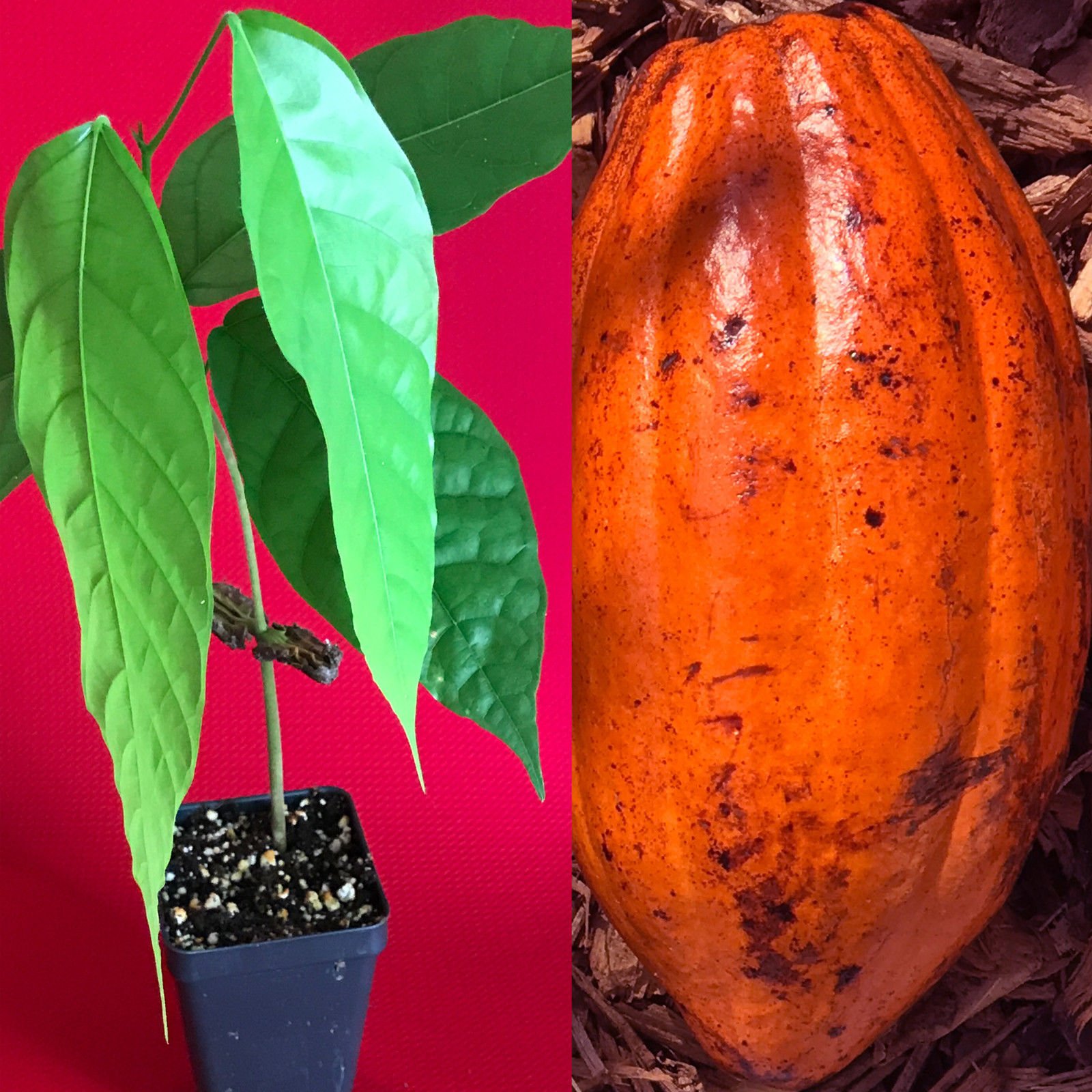 TRINITARIO Theobroma Cacao Cocoa Chocolate Fruit Tree - Live Potted Plant with Red Pods (Medium Size) | Perfect for Home Gardening, Tropical Landscaping & DIY Chocolate Making