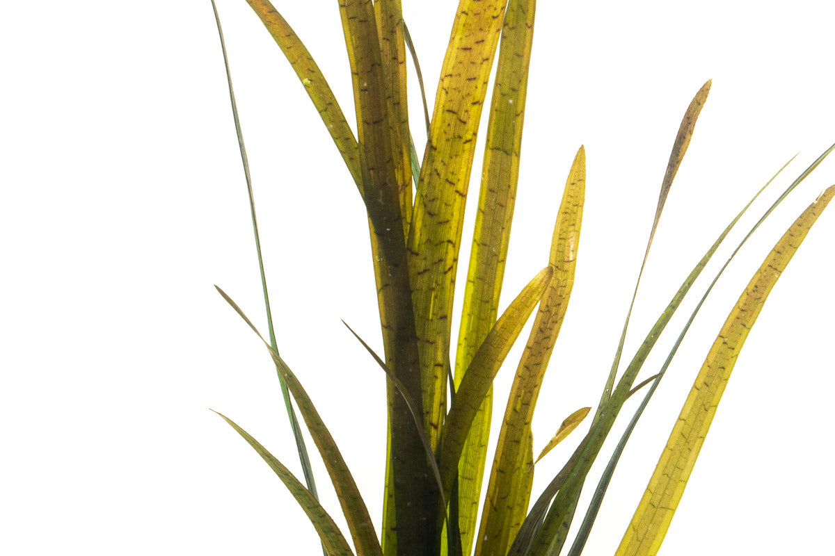 Vallisneria Spiralis Leopard - Live Aquarium Plants for Fish Tank, Easy to Grow Freshwater Aquatic Plants for Home & Office Aquascaping - Perfect for Background Planting in Tropical Fish Tanks