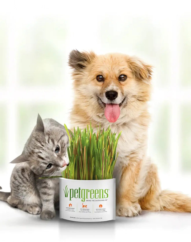 Organic Pet Grass Self Grow Kit for Cats & Dogs - Indoor Cat Grass Planter with Seeds, Soil & Tray - Perfect for Healthy Digestion, Fresh Breath & Playtime Fun