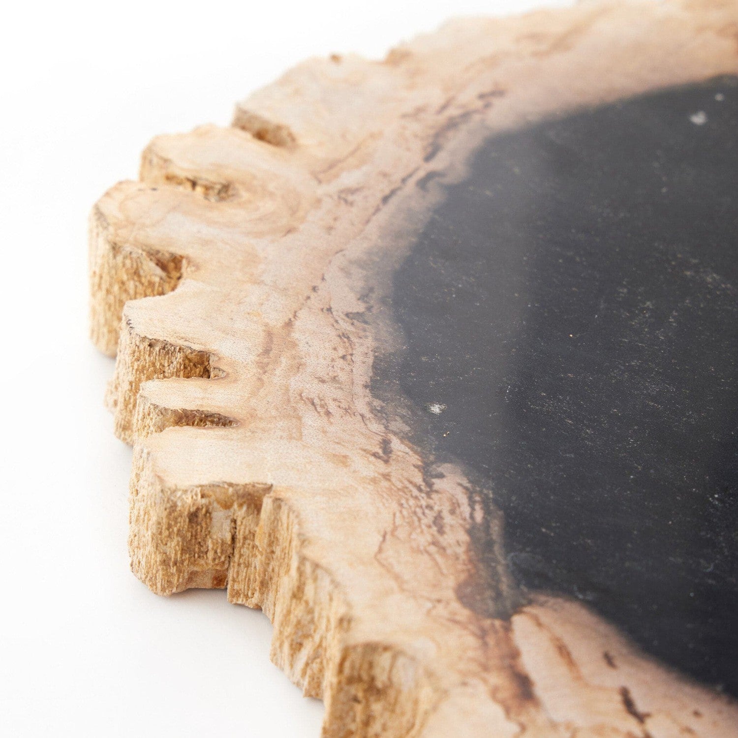 Premium Dark Petrified Wood Slab - Natural Ancient Wood for Home Decor, Office Display & DIY Craft Projects