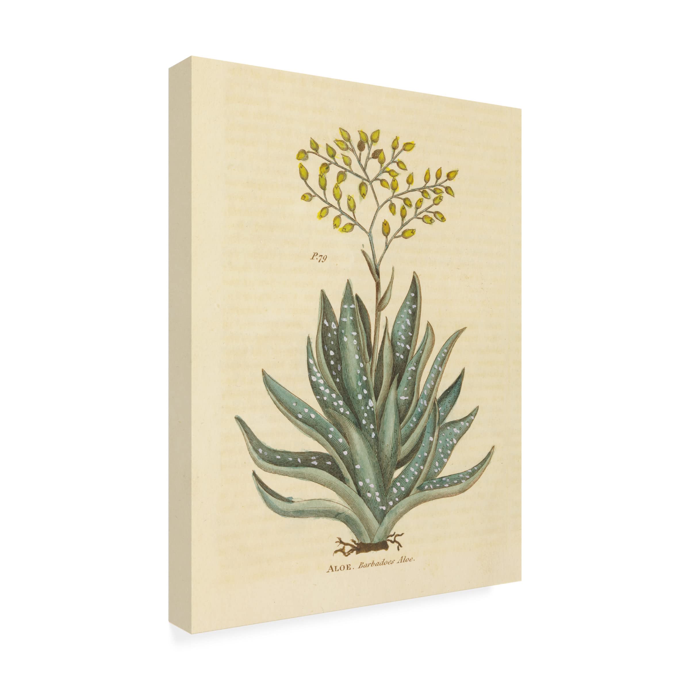 Trademark Fine Art 'Herbal Botanical XXXI' Canvas Wall Art Print by Wild Apple Portfolio - Perfect for Living Room, Bedroom & Office Decor
