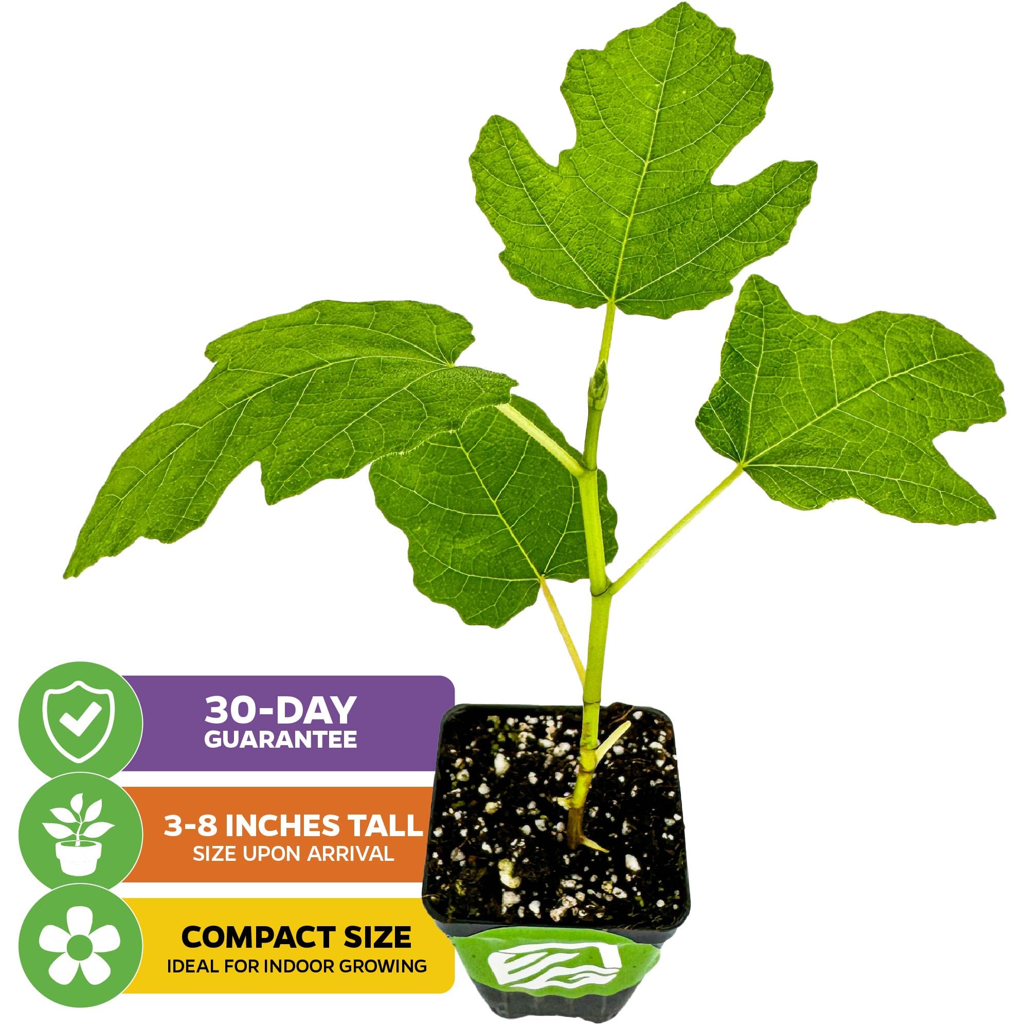 Fignomenal Dwarf Fig Live Plant - Ficus carica - Wellspring Gardens Starter Potted Plant for Indoor & Outdoor Decor, Housewarming Gift, Perfect for Home Garden, Patio, or Office Spaces