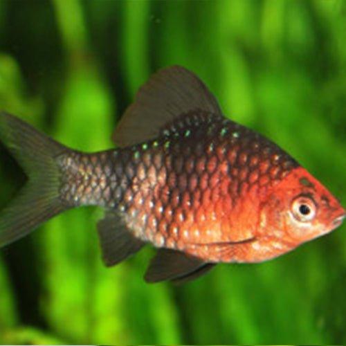 Pethia Padamya (Ruby Barb) Freshwater Fish - Live Aquarium Fish for Sale | Perfect for Home Aquariums & Fish Tanks