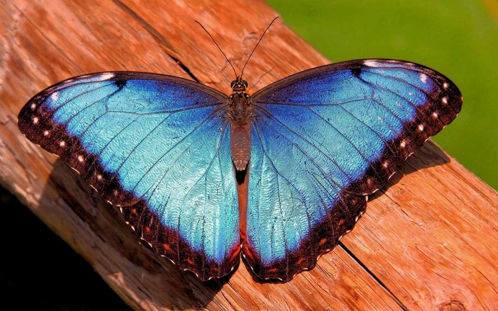 4000-Piece Blue Butterfly Wooden Jigsaw Puzzle for Adults & Kids - DIY Unique Gift - 148x105cm Large Puzzle Board - Perfect for Family Game Night & Home Decor