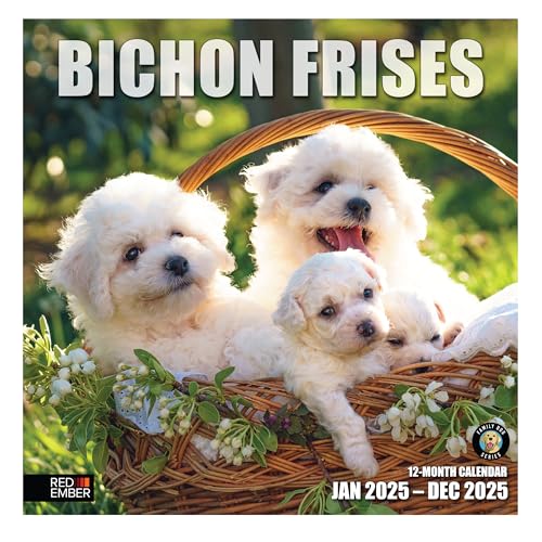 09 - Bichon Frises