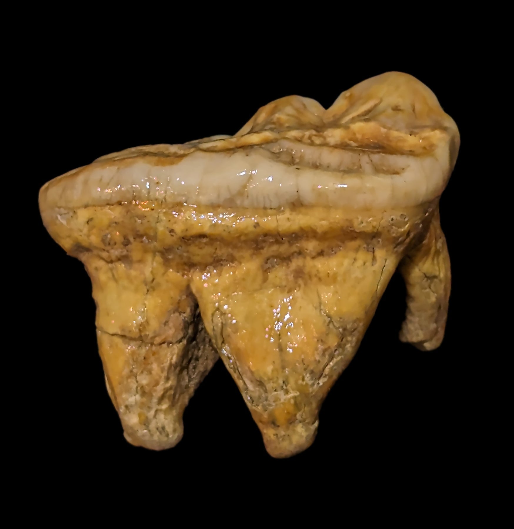 Authentic Fossilized Cave Bear Molar Tooth - Genuine Ice Age Relic for Collectors, Paleontology Study & Unique Home Decor