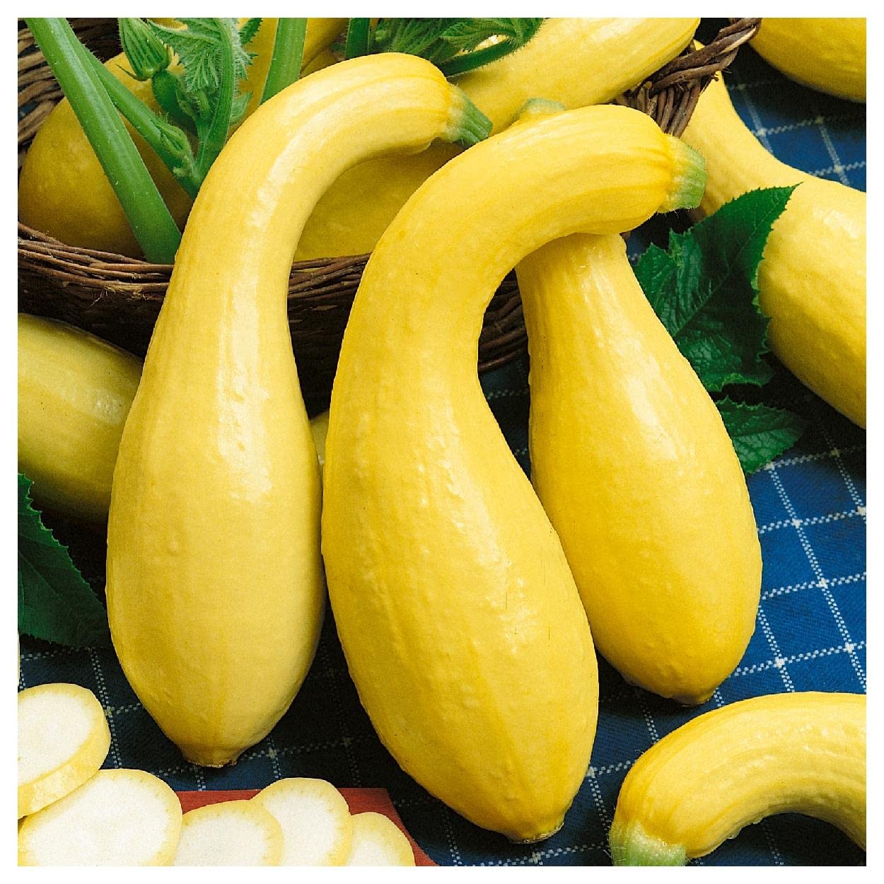 Organic Early Summer Crookneck Squash Seeds - 1 Lb Non-GMO Heirloom Vegetable Seeds for Planting - Gold Vault Packet - Perfect for Home Gardens, Farmers Markets & Sustainable Farming