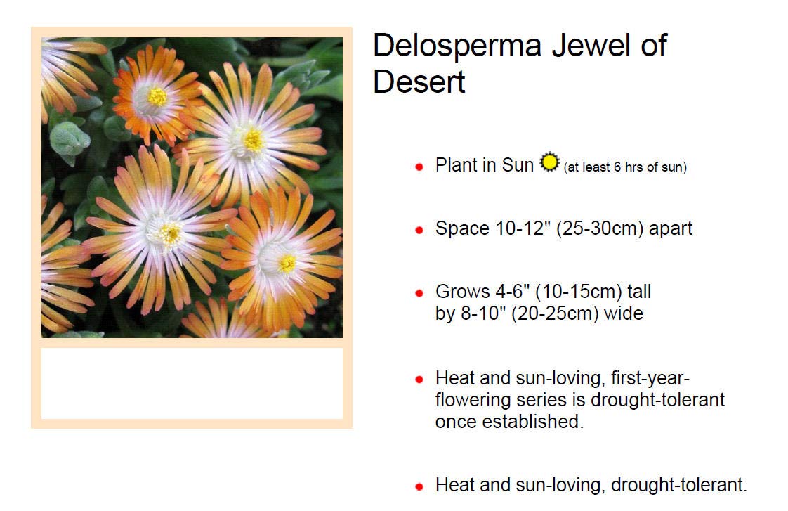 Delosperma Ice Plant - Jewel of Desert Topaz - 3 Pack Succulent Pots for Home & Garden Decor, Drought-Tolerant Ground Cover for Landscaping