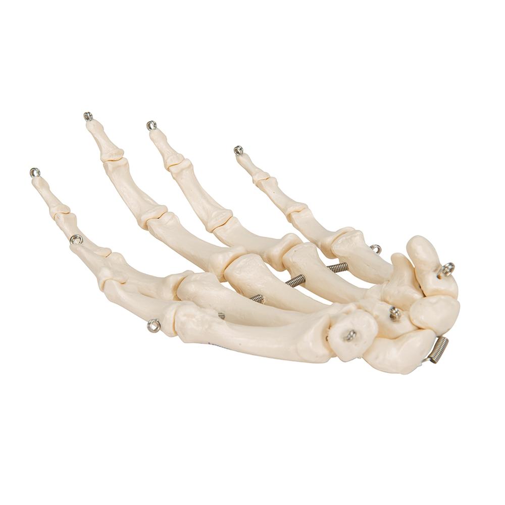 Hand Skeleton Wire Mounted - Anatomical Hand Model for Medical Education & Halloween Decor - Perfect for Classroom, Doctor Office, and Spooky Home Decor