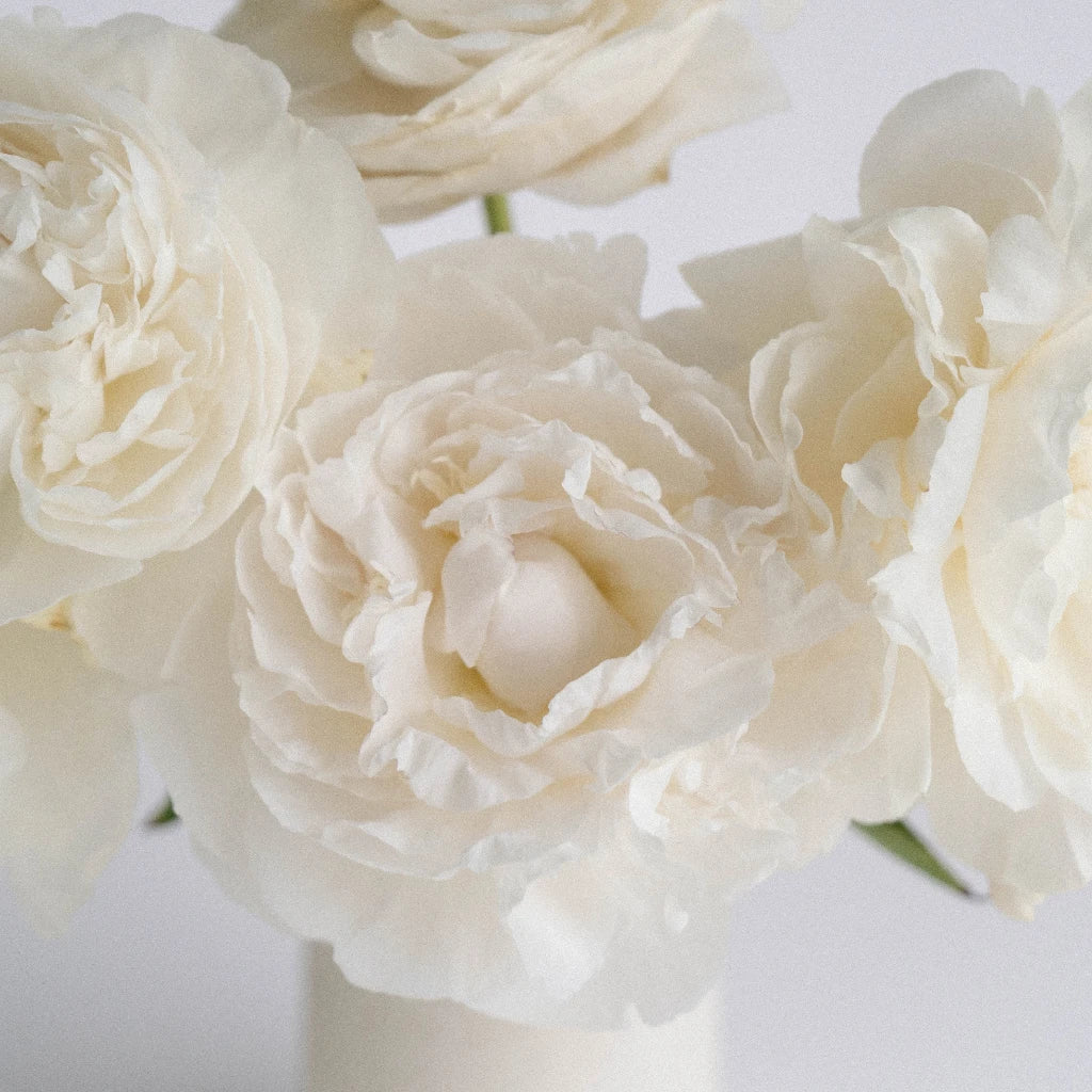 Premium Cream Peonies Bouquet - Fresh June Delivery for Weddings, Home Decor & Special Occasions