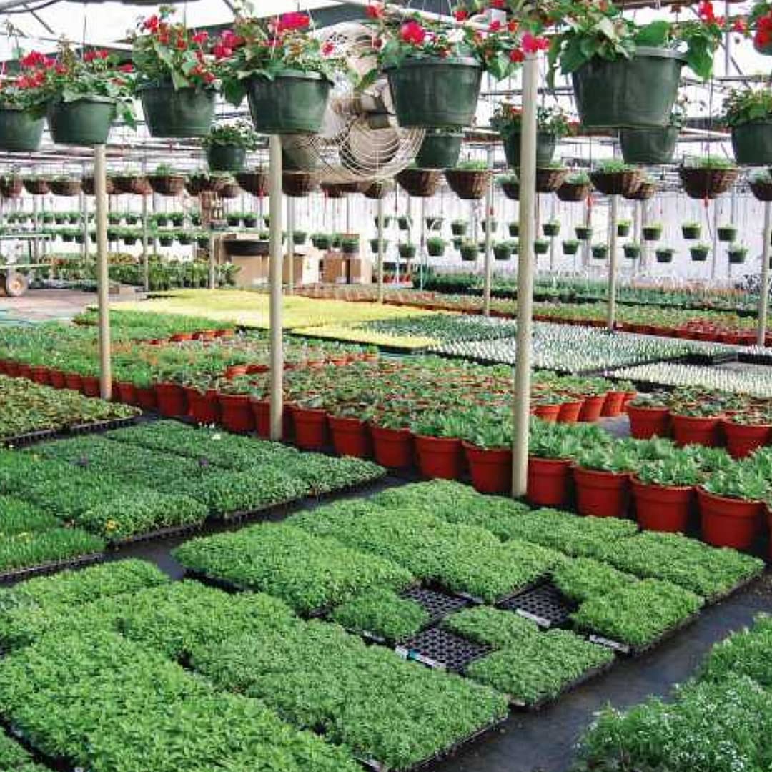 Premium Black & White Greenhouse Plastic Sheeting - 6 mil Thick (16' x 75') - 90% Reflective Cover for Farming, Gardening & Agriculture - Ideal for Temperature Control & Plant Protection in Greenhouses, Nurseries & Backyard Gardens