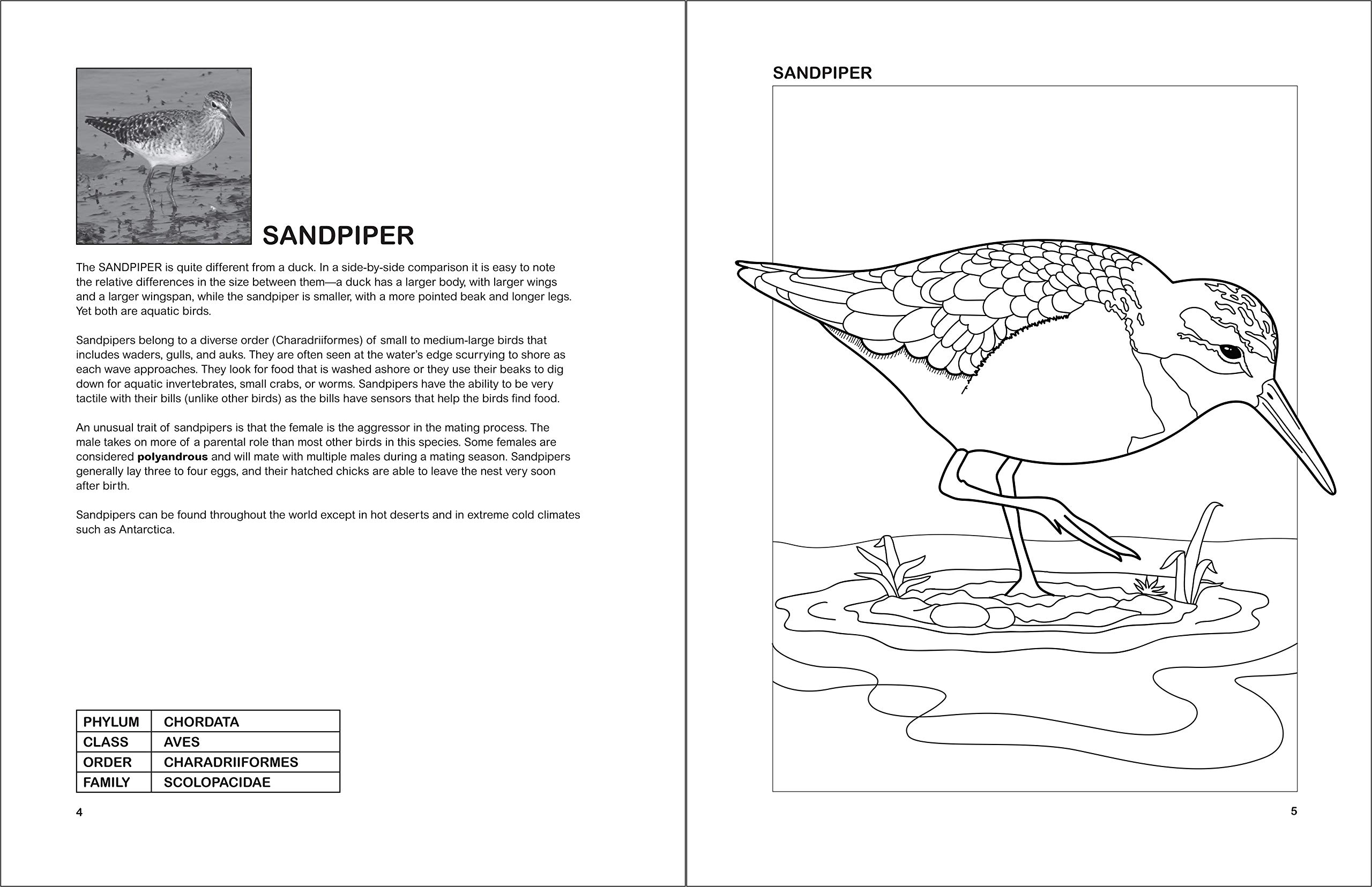 The Aquatic Birds Coloring Book for Adults & Kids - Relaxing Bird Coloring Pages with Beautiful Waterfowl Designs | Perfect for Stress Relief, Art Therapy & Nature Lovers