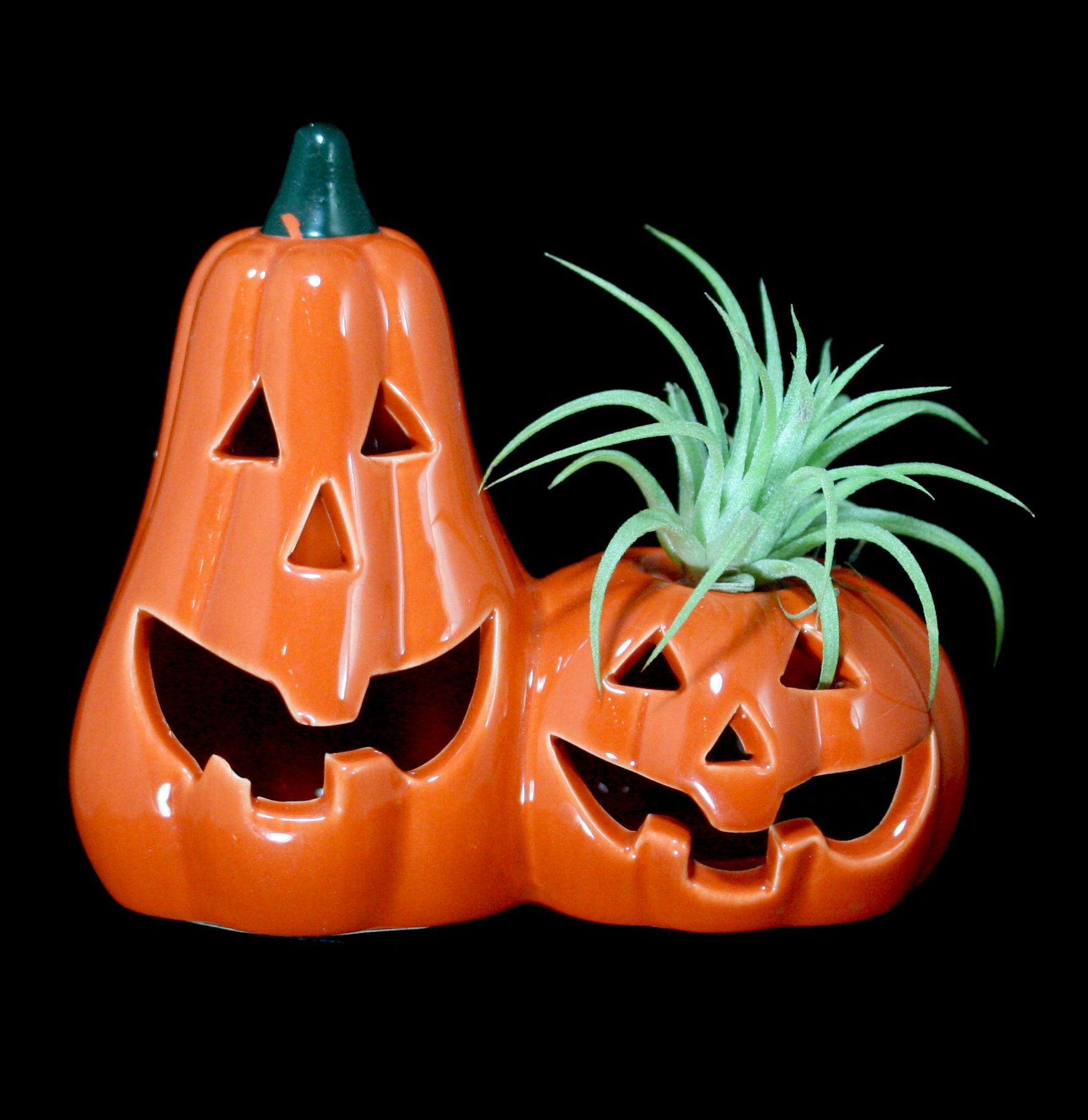 Pumpkin Tillandsia Air Plant - Unique Home Decor for Terrariums, Offices & Gifts | Low Maintenance Indoor Plants for Halloween & Fall Decor