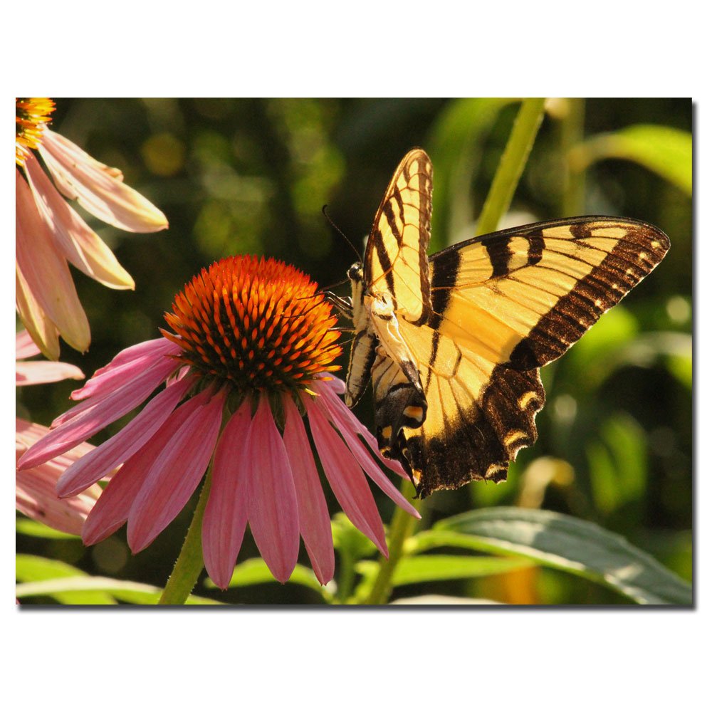 Patty Tuggle Butterfly I Canvas Wall Art - Handmade Floral Nature Painting for Living Room, Bedroom & Office Decor