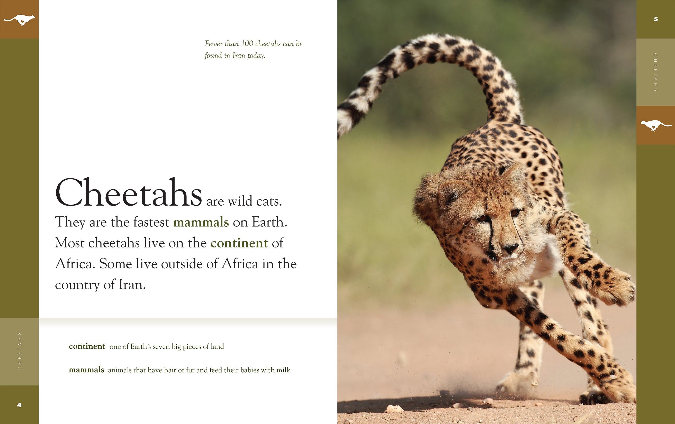 Cheetahs Book 9781640263789 - Wildlife Education & Animal Facts for Kids, Perfect for School Projects & Nature Lovers